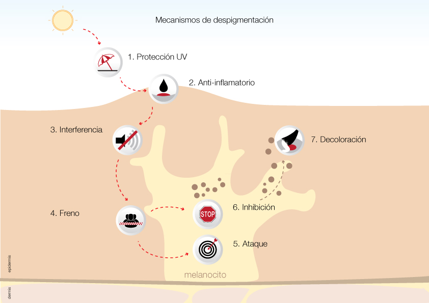 7 mecanismos de despigmentacion